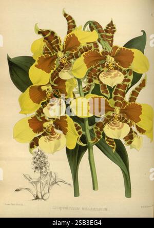 Orchid, album, Londres, B. S. Williams, 1882-97, Orchidaceae, périodiques, œuvres picturales, Un groupe d'orchidées vibrantes Odontoglossum Williamianum mettant en valeur leurs pétales à motifs jaunes et bruns uniques. Les détails complexes soulignent les textures marbrées et tachetées distinctes, créant un attrait visuel saisissant. Accompagnant la plus grande floraison est une représentation plus petite de la plante, soulignant sa beauté naturelle et la diversité des espèces d'orchidées. La composition générale dégage un sens de l'élégance et met en valeur l'art complexe des illustrations botaniques. Banque D'Images