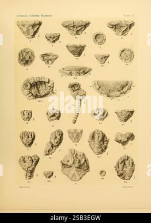 Le Crinoidea, flexibilia, Washington, D. C, 1920, Crinoid Fossil, cette illustration présente une collection de diverses créatures marines fossilisées, en particulier de la classe Crinoidea, communément appelées nénuphars ou étoiles à plumes. L'arrangement présente différentes espèces et spécimens, chacun étiqueté avec des identificateurs numériques. Les détails complexes soulignent les formes et textures uniques des fossiles, y compris leurs formes, crêtes et motifs distinctifs. La composition est organisée en rangées et colonnes, reflétant une étude scientifique de ces anciens organismes marins, capturant leur di Banque D'Images