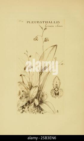 Orchidaceae, 1905-22, Monocotyledoneae, Orchidaceae, orchidées, blanche Ames, Women in Science, l'œuvre présente une illustration botanique détaillée du Pleurothallis krameri, une espèce d'orchidée. Le dessin met en évidence la structure complexe de la plante, y compris ses feuilles allongées et ses fleurs délicates. Plusieurs fleurs sont représentées, mettant en valeur leurs formes et motifs uniques. La composition souligne la beauté naturelle de l'orchidée, avec une attention particulière aux textures et aux formes du feuillage et des fleurs. Au-dessus de l'illustration, le nom scientifique est élégamment inscrit Banque D'Images