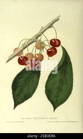 The fruits of America New York, D. Appleton & Co, 1853, fruit, Pictorial Works, Une branche présente des grappes de cerises Montmorency mûres, mettant en valeur leur teinte rouge brillant et profond. Chaque cerise pend délicatement, étincelant avec un soupçon de fraîcheur, tandis que deux grandes feuilles vertes offrent une toile de fond vibrante. L'illustration détaillée met en évidence la forme ronde et la peau lisse des cerises, soulignant leur attrait juteux. La présentation élégante capture l'essence de ce fruit bien-aimé, souvent célébré pour sa saveur sucrée et sa polyvalence culinaire. Banque D'Images