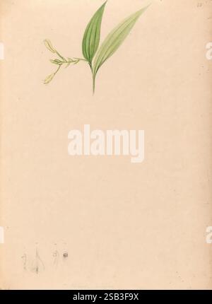 Iconographie des orchidées du Brésil, João Barbosa, la composition présente une branche élégante aux feuilles vertes allongées et aux délicates fleurs jaunâtres, positionnée près du haut du cadre. Sous la plante, des croquis légers représentent diverses formes botaniques, y compris ce qui semble être une poire et quelques formes simplifiées supplémentaires, suggérant une étude des formes naturelles. Le fond reste sans embellissement, offrant un contexte serein qui met en valeur les éléments botaniques. Dans l’ensemble, l’aménagement souligne la beauté de la plante tout en invitant à la contemplation des croquis environnants. Banque D'Images