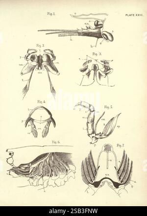 Illustrations de zoologie, invertébrés, vertébrés, Édimbourg, Y.J. Pentland, 1889, zoologie, œuvres picturales., illustration scientifique détaillée mettant en valeur diverses structures anatomiques. Les figures étiquetées comprennent une représentation d'un organisme segmenté, présentant des parties distinctes telles que des appendices et des caractéristiques internes. Chaque figure est numérotée et annotée avec des lettres indiquant des structures spécifiques, y compris des parties buccales, des membres et d'autres détails anatomiques. La composition globale suggère une focalisation sur la morphologie d'une créature non identifiée, peut-être liée à l'entomologie ou à la b marine Banque D'Images