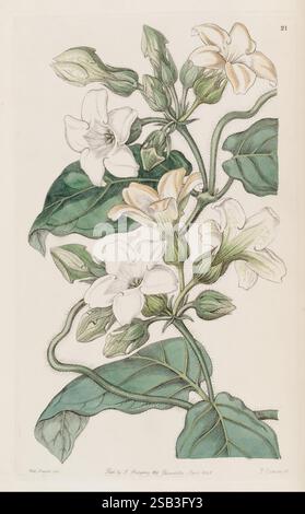 Edwards's Botanical Register, Londres, James Ridgway, 1829-1847, 1829, XIXe siècle, botanique, gravure sur cuivre, Angleterre, médias graphiques, grande-Bretagne, couleur à la main, icones, périodiques, œuvres picturales, introduction de plantes, plantes ornementales, Araujia graveolens, Schubertia graveolens, fleurs, Sarah Ann Drake, 2 ans, femmes dans la science, Une illustration botanique mettant en scène un groupe de fleurs délicates, à plusieurs pétales aux subtiles teintes blanches et crème, entourées de feuilles vertes luxuriantes. Les fleurs sont gracieusement entrelacées avec des tiges minces, mettant en valeur des détails complexes tels que des veines faibles sur les pétales Banque D'Images