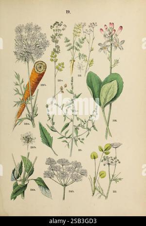Pflanzen-Atlas nach dem Linné'schen System Stuttgart Jul Hoffmann 1881 atlas botanique classification des plantes, Une illustration botanique détaillée mettant en vedette diverses espèces végétales, chacune méticuleusement étiquetée par numéro. L'arrangement comprend une carotte vibrante avec ses feuilles plumeuses caractéristiques, des herbes à fleurs délicates avec de petites fleurs blanches, et d'autres plantes présentant des formes et des structures de feuilles uniques. L'illustration présente des détails complexes, mettant en évidence la diversité de la flore, avec une attention particulière portée aux motifs veineux des feuilles et à la structure des fleurs. Chaque plante est represente Banque D'Images