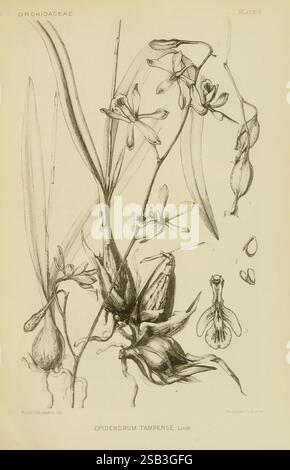 Orchidaceae Boston Houghton Mifflin 1905-22 monocotyledoneae Orchidaceae orchidées Blanche Ames femmes en science, cette œuvre présente les détails complexes de l'Epidendrum tampense, une espèce appartenant à la famille des orchidées. Plusieurs fleurs élégantes sont exposées le long de leurs feuilles allongées, présentant une variété de formes et de textures. La composition met en évidence à la fois les fleurs délicates et les caractéristiques uniques de la plante, avec certaines fleurs en pleine floraison et d'autres à différents stades de développement. L'arrangement global souligne la beauté et la complexité de cette espèce d'orchidée Banque D'Images