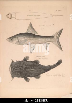 Un compte rendu des poissons trouvés dans le Gange et ses branches Edinburgh, Hurst, Robinson, and Co, 1822. Poissons, Gange River, Inde et Bangladesh, poissons, cette illustration présente trois espèces de poissons distinctes, chacune présentée avec des détails complexes. Sur la gauche, un poisson long et élancé au corps lisse et à la nageoire dorsale prononcée, représentant probablement une anguille ou une espèce apparentée, est représenté avec un accent sur sa forme profilée. Le poisson central possède un corps plus robuste et arrondi, avec des écailles proéminentes et une queue large, suggérant qu'il peut s'agir d'un poisson osseux, peut-être une espèce d'un poisson frais Banque D'Images