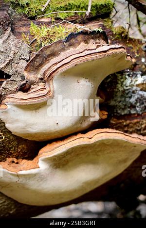 Deux grandes fructifications de Ganoderma australe poussent sur un tronc d'arbre, mettant en évidence le rôle du champignon dans la décomposition du bois et les écosystèmes forestiers Banque D'Images