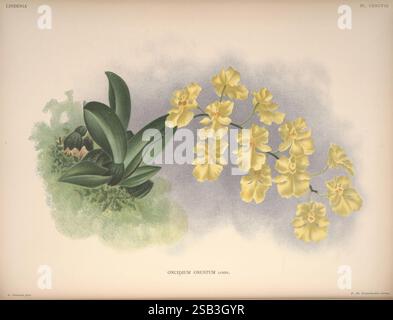 Lindenia, Bruxelles, L. Linden, 1891-[1897?], Orchidaceae, périodiques, œuvres picturales, cette illustration représente un élégant groupe d'orchidées jaunes, mettant en valeur leurs pétales délicats et volants. Les fleurs sont disposées gracieusement le long d'une tige mince, présentant un contraste séduisant avec les feuilles vertes luxuriantes à la base. L'arrière-plan présente un dégradé doux et subtil, rehaussant les teintes vibrantes des fleurs tout en soulignant les détails complexes de chaque pétale. La composition globale capture la beauté et la sophistication de ces fleurs exquises, invitant l'appréciation pour leur nat Banque D'Images