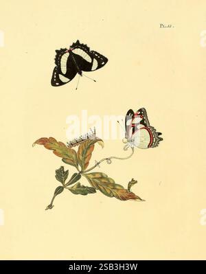Surinaamsche vlinders d.1-3 Amsterdam J.C. Sepp en zoon 1848-1852 papillons lépidoptères œuvres picturales Suriname, une illustration présente une composition délicate de deux papillons gracieusement positionnés au-dessus d'une plante luxuriante et minutieusement détaillée. Le papillon supérieur présente des ailes audacieuses et sombres ornées de motifs blancs saisissants, tandis que le papillon inférieur affiche des marques orange et noires vibrantes qui contrastent magnifiquement avec le feuillage environnant. La plante présente de riches feuilles vertes, certaines teintées de notes de couleurs automnales, et des tendrilles de curling lorsqu'elle atteint le haut, ajoutant un sentiment de e Banque D'Images