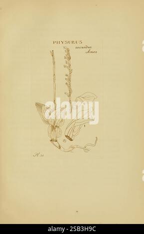 Orchidaceae, 1905-22, Monocotyledoneae, Orchidaceae, orchidées, blanche Ames, femmes dans la science, l'illustration représente une étude botanique de l'espèce végétale Phytonotus secundus Ames. La composition présente des dessins au trait détaillés des caractéristiques uniques de la plante, y compris sa tige allongée, ses feuilles distinctives et ses structures florales complexes. L'illustration est accompagnée d'une étiquette qui identifie le nom de l'espèce, améliorant ainsi la nature scientifique de l'œuvre. L’attention méticuleuse portée aux détails met en évidence les caractéristiques et la morphologie de la plante, contribuant ainsi à notre compréhension Banque D'Images