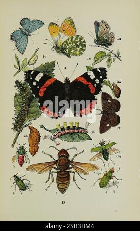 Le, commun, objets, de, le, Country, London, George, Routledge et sons, 1894, zoologie, Un arrangement magnifiquement illustré de diverses espèces de papillons et d'insectes, chacune numérotée et étiquetée pour l'identification. En vedette se trouve un grand papillon avec des ailes noires frappantes ornées de marques rouges et blanches vives, positionnées au centre. Il est entouré de petits papillons présentant une gamme de couleurs, y compris le bleu, le jaune et le vert, ainsi qu'un riche assortiment d'autres insectes, tels que les abeilles et les chenilles. Les rendus détaillés mettent en évidence les formes uniques, les couleurs, Banque D'Images