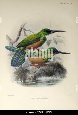Une monographie des jacamars et des oiseaux bouffés ou des familles Galbulidae et Bucconidae London publiée pour l'auteur par R.H. porter etc. 1882 bucconidae jacamars Museum of comparative Zoology Galbula viridis alcedo galbula jacamar à queue verte ornithologie oiseaux hsa john gerrard keulemans, deux colibris vert viridis, scientifiquement appelés Galbula viridis, perchés gracieusement sur une surface d'eau réfléchissante. L'oiseau sur le dessus présente des plumes irisées avec des notes de bleu sur ses ailes, tandis que l'oiseau inférieur affiche une palette de couleurs similaire, soulignant son disti Banque D'Images