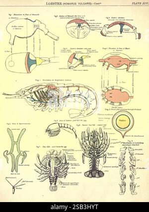 Guide pour l'étude pratique des plantes et des animaux, adapté aux exigences de l'Université de Londres, Département des sciences et des arts, et pour une utilisation dans les écoles et collèges. Avec le texte d'accompagnement contenant l'arrangement et l'explication, termes équivalents, G Edinburgh, W. [et] A.K. Johnston, 1881, Biology, Laboratory Manuals, cette illustration fournit une étude anatomique détaillée du homard, en particulier de l'espèce Homarus vulgaris. Il présente divers diagrammes étiquetés mettant en évidence la structure du corps du homard, y compris la carapace, les griffes et la queue. L'image comprend des illustrations d'inter Banque D'Images