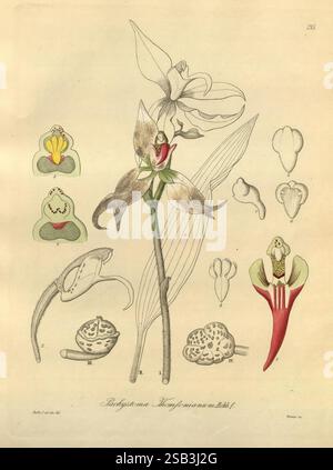 Xenia orchidacea, Leipzig, F. A. Brockhaus, 1858-1900., l'illustration montre une étude détaillée d'une espèce végétale, plus précisément une orchidée connue sous le nom de Phragmipedium caudatum. Il présente la fleur centrale avec sa forme et sa coloration uniques, accompagnées de divers éléments botaniques tels que différentes vues de la structure et des coupes transversales de la fleur. Autour de la fleur principale sont étiquetés des diagrammes qui mettent en évidence les détails anatomiques de l'orchidée, y compris les parties reproductives et la disposition des pétales et sépales. Les lignes complexes et les détails fins soulignent la complexité de Thi Banque D'Images