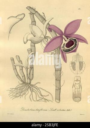 Xenia orchidacea, Leipzig, F.A. Brockhaus, 1858-1900, l'exposition présente une illustration botanique de l'orchidée Dendrobium parishii, mettant en valeur ses différentes fleurs et composantes structurelles. L'élégante fleur ouverte est représentée en détail, mettant en évidence ses pétales violets vibrants et son centre complexe, qui révèle les parties reproductrices de la plante. Autour de la fleur se trouvent les tiges allongées et minces et les structures racinaires, illustrant l’habitude de croissance de la plante. De plus, il y a des dessins au trait de l'anatomie de la plante, y compris une vue latérale de la fleur et une représentation de la racine Banque D'Images