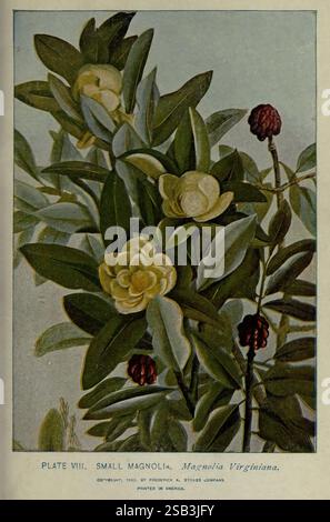 Un guide des arbres New York F.A. Stokes [c1900] arbres États-Unis femmes en science Marian Ellis Ryan Rowan, cette illustration botanique présente le petit Magnolia, scientifiquement connu sous le nom de Magnolia virginiana. La composition met en valeur des fleurs blanches délicates et crémeuses avec des centres jaunes proéminents et doux, entourés de feuilles vertes luxuriantes et brillantes. À côté, une fleur est en pleine floraison, tandis qu'une autre est partiellement ouverte, mettant en valeur la structure complexe des pétales. De plus, des gousses de graines rouge-brun foncé sont visibles, ajoutant du contraste et des détails à la scène. L'arrière-plan est légèrement coupé, ce qui améliore Banque D'Images