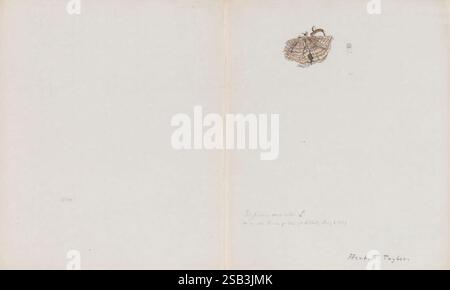 Dessins de champignons, pas avant 1839, champignons, œuvres picturales, l'image présente une illustration détaillée d'une feuille, mettant en valeur ses motifs veineux complexes et ses textures naturelles. La feuille est positionnée dans le coin supérieur d'une page blanche, attirant l'attention sur ses qualités artistiques. Sous l'illustration, un texte manuscrit note la classification scientifique de la feuille et la date d'observation, indiquant un lien avec l'étude botanique. La composition globale souligne à la fois la beauté de la feuille et l'attention méticuleuse aux détails dans la documentation des spécimens naturels. Banque D'Images
