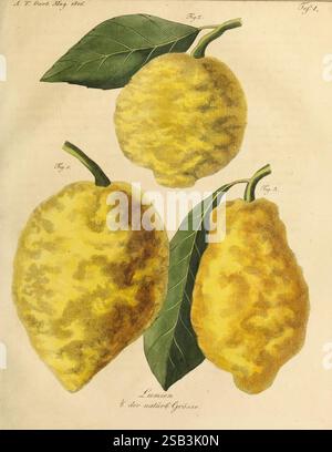 Fortsetzung des Allgemeinen teutschen Garten-Magazins, Weimar, Im Verlage des Landes-industrie-comptoirs, 1815-1824, jardinage, Allemagne, horticulture, périodiques, l'illustration présente trois variétés distinctes de citrons, chacune présentant des formes et des textures uniques. Les deux citrons supérieurs sont plus petits et plus ronds, tandis que le plus grand en bas a une apparence plus allongée et bosselée. Chaque citron est représenté avec des tons jaunes vibrants, soulignant leur nature fraîche et citronnée. Des feuilles vertes accompagnent les fruits, soulignant leur origine biologique et ajoutant une touche de contraste à l'ensemble Banque D'Images