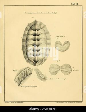 Naturhistorische Abhandlungen und Erläuterungen, Cassel, BEI Johann Christian Krieger und Compagnie, 1826, Paléontologie, Musée de zoologie comparée, l'illustration présente des études anatomiques détaillées d'un organisme marin, en se concentrant sur sa structure de coquille et sa composition interne. La figure centrale représente une vue rapprochée de la coquille extérieure de l'organisme, avec des motifs et des rainures complexes. Autour de cette représentation centrale se trouvent plusieurs rendus plus petits, chacun étiqueté avec des numéros de figure, mettant en évidence divers aspects tels que la section transversale de la coquille et la disposition de l'interna Banque D'Images