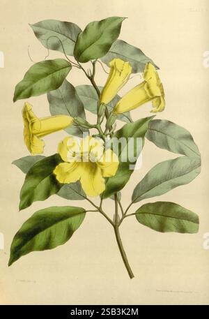 Jardin de fleurs de Paxton London, Bradbury et Evans, [1850]-1853., Une vue rapprochée d'une plante en fleurs avec des fleurs jaunes vibrantes en forme de trompette, élégamment perchées parmi des feuilles vertes luxuriantes. L'arrangement met en valeur la structure délicate des pétales et les détails complexes du feuillage, soulignant la beauté naturelle de ce spécimen botanique. Les fleurs sont à différents stades de floraison, avec certaines entièrement ouvertes et d'autres encore en forme de bourgeon, suggérant un affichage saisonnier. Les feuilles sont larges et brillantes, contribuant à la richesse globale de la composition. Banque D'Images