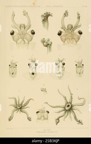 Die Cephalopoden, BD 18, T. 1 Atlas, Iena, G. Fischer, 1910-1915, Woodshole, Cephalopoda, Valdivia Ship, Valdivia Expedition 1898-1899, cette illustration présente une représentation scientifique détaillée de diverses espèces de céphalopodes, mettant en valeur leurs structures anatomiques distinctives. Les figures fournissent des représentations complexes de caractéristiques telles que les tentacules, les ventouses et la morphologie du corps, ainsi que des numéros étiquetés indiquant des parties spécifiques pour référence. Chaque illustration met en évidence la diversité au sein de la classe des céphalopodes, offrant un aperçu de leurs caractéristiques physiques et de leurs adaptations. Le Banque D'Images