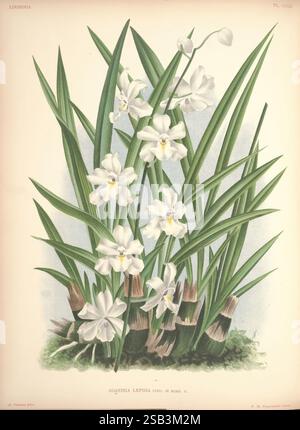 Lindenia, Bruxelles, L. Linden, 1891-[1897?], Orchidaceae, périodiques, œuvres picturales, Une représentation vibrante d'Aganisia lepidia, mettant en valeur ses fleurs blanches délicates fleurissant au milieu de feuilles vertes luxuriantes. L'agencement comprend de multiples fleurs, chacune présentant des structures pétales complexes et des variations subtiles d'ombrage. Les feuilles larges et allongées offrent une riche toile de fond, améliorant la présentation des fleurs. Cette illustration capture l'essence de la beauté naturelle de la plante et met en évidence son aspect élégant dans son habitat. Banque D'Images