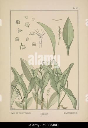 La plante et ses applications ornementales, Paris, librairie centrale des Beaux-Arts, E. Lévy, éditeur [1896], décoration et ornement, fleurs dans l'art, formes végétales, cette illustration présente le délicat Lily of the Valley, mettant en valeur divers aspects de la plante. La conception comprend des représentations détaillées des grappes de fleurs, des fleurs individuelles et des feuilles allongées caractéristiques. Autour de la composition centrale se trouvent de plus petites études des fleurs et du feuillage, mettant en évidence leurs formes et structures uniques. L'œuvre d'art capture l'élégance et la complexité de ce printemps bien-aimé f Banque D'Images