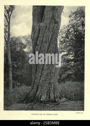 Le, arbres, de, Grande-Bretagne, et, Irlande, Édimbourg, Priv, print, 1906-13, grande-Bretagne, Irlande, arbres,, Un majestueux frêne tordu se tient bien en vue dans un cadre de parc, son tronc noueux présentant des motifs complexes et des textures qui racontent l'histoire du temps et de la nature. Entourant l'arbre, un paysage luxuriant de verdure accentue sa grandeur, avec des notes d'autres arbres et de feuillage encadrant la scène. L'écorce séculaire révèle des rainures profondes et des caractéristiques robustes, tandis que la composition globale évoque un sentiment de sérénité et de connexion au monde naturel. La scène invite à la contemplation de t Banque D'Images