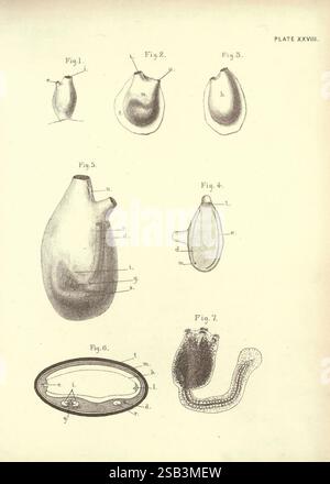 Illustrations de zoologie : invertébrés, vertébrés Édimbourg Y.J. Pentland, 1889 zoologie, œuvres picturales, l'illustration présente une série de figures scientifiques représentant diverses formes et formes de spécimens biologiques. Chaque figure est méticuleusement étiquetée avec des lettres correspondant à différentes parties, améliorant ainsi la compréhension de l'anatomie du spectateur. Les figures comprennent une structure allongée avec une extrémité bulbeuse, une forme plus arrondie, et des variations supplémentaires qui soulignent la diversité de taille et de forme. Une légende détaillée accompagne les dessins, marquant des caractéristiques spécifiques telles que m Banque D'Images