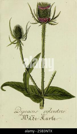 Plantarum indigenarum et exoticarum icones ad vivum coloratae, oder, Sammlung nach der Natur gemalter Abbildungen inn- und ausländischer Pflanzen, für Liebhaber und Beflissene der Botanik, plants, fast, botanique, Dipsacus sylvestris, des œuvres picturales, Dipsacus fullonum, Une illustration botanique de la plante connue sous le nom de 'Dipsacus sylvestris', communément appelée teasel sauvage. L'œuvre représente deux tiges fleuries avec des têtes de fleurs épaisses et ovales ornées de détails fins et complexes. Les feuilles sont larges et dentelées, émergeant directement de la base des tiges. La composition globale showc Banque D'Images