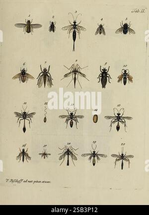 Die wahre Ursache der Baumtrockniß der Nadelwälder durch die Naturgeschichte der Forlphaläne (Phalaena noct. Piniperda) erwiesen und durch einige versuche, Nürnberg, Bischoff, conifères, maladies et organismes nuisibles, forêts et sylviculture, panolis flammea, valentin bischoff, insectes, artiste, musca hottentotta, villa hottentotta, nemotelus niger, ichneumon compunctator musca scripta, sphaerophoria scripta, musca vomitoria, calliphora vomitoria, musca fera, tachina fera, l'illustration présente un arrangement détaillé de diverses espèces d'insectes, chacune méticuleusement étiquetée avec des numéros de 1 à 20. Ceux-ci Banque D'Images