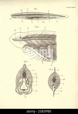 Illustrations de zoologie : invertébrés, vertébrés Édimbourg Y.J. Pentland, 1889 zoologie œuvres picturales, l'illustration présente une étude anatomique détaillée d'un céphalopode, en se concentrant spécifiquement sur diverses vues et caractéristiques de l'organisme. La première figure présente un profil latéral avec des parties étiquetées, y compris le manteau (m), les bras (a) et d'autres caractéristiques anatomiques. La deuxième figure souligne les structures complexes autour de la tête, révélant le positionnement des organes sensoriels et des appendices. La troisième figure est une vue en coupe transversale qui met en évidence les organes internes, tels que l'encre Banque D'Images