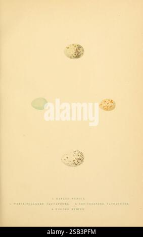 Une histoire des oiseaux d'Europe, non observée dans les îles Britanniques, Londres, G. Bell & sons, 1875-1876, histoire, oiseaux, Europe, ornithologie, œuvres picturales, la composition présente quatre œufs distincts disposés sur un fond doux. Chaque œuf affiche une coloration et des motifs uniques : l'un est principalement bleu pâle, tandis que les autres présentent une variété de tons terreux avec des taches et des marbrures. Les œufs sont positionnés symétriquement, créant un sentiment d'équilibre et d'harmonie au sein de l'œuvre d'art. L’esthétique générale évoque une ambiance sereine et naturelle, invitant à la contemplation du délicat Banque D'Images
