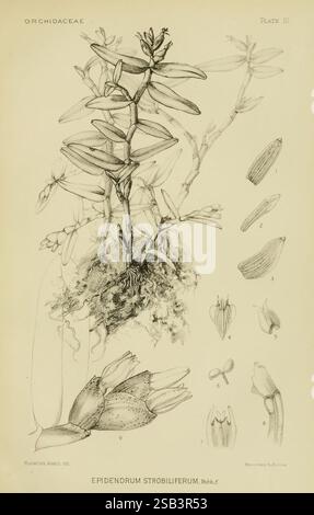 Orchidaceae, 1905-22, Monocotyledoneae, Orchidaceae, orchidées, blanche Ames, femmes en science., l'illustration montre la structure détaillée de l'Epidendrum strobiliferum, un membre de la famille des Orchidaceae. La disposition des feuilles distinctives de la plante, mettant en évidence ses feuilles allongées et minces qui émanent d'une tige centrale, est bien en évidence. Ci-dessous, le système racinaire est représenté, illustrant la relation symbiotique de la plante avec son environnement. Autour de la plante principale se trouvent des diagrammes étiquetés de la fleur et diverses caractéristiques botaniques, y compris la forme complexe des pétales Banque D'Images