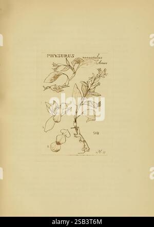 Orchidaceae : 1905-22. Monocotyledoneae, Orchidaceae, orchidées, Blanche Ames, femmes dans la science, L'illustration représente l'espèce végétale Physurus venustulus Ames, présentant des caractéristiques botaniques détaillées. Il comprend un diagramme étiqueté avec diverses parties de la plante, telles que ses feuilles et ses fleurs. Le dessin met en évidence la morphologie de la plante, avec des annotations qui indiquent des caractéristiques et des mesures spécifiques, fournissant une référence scientifique pour les études botaniques. L'arrangement est méthodique, mettant l'accent sur les éléments structurels uniques qui définissent cette espèce. Banque D'Images