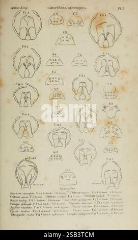 Histoire naturelle des insectes, Aptères, Paris, librairie encyclopédique de Roret, 1837-1847, insectes, araignées, Musée de Zoologie comparée, cette illustration présente une collection de diagrammes détaillés étiquetés avec diverses lettres et chiffres, représentant les caractéristiques morphologiques de différents organismes ou structures. Chaque diagramme présente des caractéristiques uniques, en se concentrant sur des motifs et des formes, éventuellement liés à des classifications anatomiques ou biologiques. L'arrangement présente une comparaison systématique, chaque section étiquetée contribuant à une compréhension plus large du trait spécifique Banque D'Images