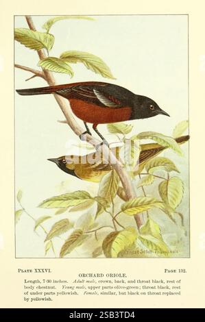 Manuel des enseignants de la vie des oiseaux, 1899, oiseaux, États-Unis, Musée de zoologie comparée, Ernest Thompson Seton, icterus spurius, oriole de verger, cette illustration présente deux Orioles de verger perchés sur une branche. Le mâle adulte est représenté ci-dessus, présentant une combinaison frappante d'un corps de châtaignier riche avec une couronne et une gorge noires profondes. Ci-dessous, la femelle est illustrée avec des parties supérieures dans une teinte vert olive sourde, un ventre jaune pâle et une gorge plus foncée qui se transforme en tons jaunâtres. Le feuillage qui les entoure ajoute une toile de fond naturelle, soulignant leur plumage vibrant. Détaillé an Banque D'Images