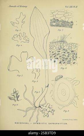 Annales, of, botanique, Londres, botanique, périodiques, plantes, Une illustration détaillée représentant divers éléments de l'étude botanique tels que présentés dans les 'Annales de botanique'. Au centre, une structure de feuille proéminente est présentée, mettant en valeur les détails complexes de sa forme. Autour de cette figure centrale se trouvent plusieurs petites représentations étiquetées comme les figures 1 à 8, chacune mettant en évidence différents aspects de l'anatomie et de la morphologie des plantes. Ceux-ci incluent diverses formes de feuilles, structures cellulaires et autres caractéristiques botaniques qui contribuent à la compréhension des relations symbiotiques au sein des plantes, comme je l'ai fait Banque D'Images