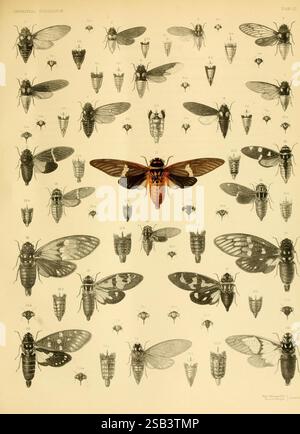 Monographie des Cicadidés orientaux. Londres, imprimé par West, Newman & Co, 1889-92, Asie, insectes, Cicadidae, Une collection de diverses espèces de cigales est présentée, mettant en valeur leurs détails complexes et leurs motifs différents. L'illustration présente de nombreuses cigales de différentes tailles et orientations, avec une cigale centrale proéminente qui présente une coloration saisissante et des motifs d'ailes distincts. Chaque spécimen est méticuleusement rendu, soulignant les caractéristiques anatomiques uniques et soulignant la diversité au sein de ce groupe d'insectes. L'arrangement fournit une perspective éducative sur le morpholo Banque D'Images