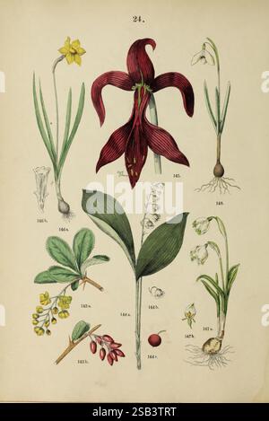 Pflanzen-Atlas nach dem Linné'schen System Stuttgart Jul. Hoffmann 1881 atlas botanique classification des plantes, l'illustration présente une variété de spécimens botaniques disposés dans une mise en page structurée. En haut à gauche, un groupe de délicates jonquilles jaunes est représenté, mettant en valeur leurs fleurs en forme de trompette. Adjacent à elle se trouve un lys rouge frappant avec des pétales minutieusement détaillés et des feuilles allongées. En dessous, une goutte de neige est illustrée, marquée par ses fleurs blanches tombantes caractéristiques. À gauche de la goutte de neige, une petite plante feuillue portant des baies vertes est présentée, avec ano Banque D'Images