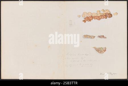 Dessins de champignons, pas avant 1839, champignons, œuvres picturales, cette œuvre présente une collection d'illustrations botaniques détaillées mettant en valeur diverses formes de champignons et de lichen. Les spécimens sont représentés avec une attention particulière à leurs textures et formes, soulignant leurs caractéristiques uniques. Outre les illustrations, des notes manuscrites fournissent des noms scientifiques et des informations supplémentaires sur les organismes, indiquant les observations de l'artiste à partir d'une période donnée. Les notes renforcent l'aspect éducatif de l'œuvre, suggérant un lien avec les études d'histoire naturelle. Banque D'Images