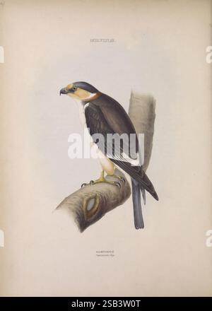 Les, genres, de, oiseaux, Londres, 1849, oiseaux, classification comportementale, œuvres picturales, ornithologique, illustration., Une illustration détaillée d'un oiseau perché sur une branche, mettant en valeur ses caractéristiques distinctives. L'oiseau a un corps élégant, avec une face supérieure principalement sombre qui passe à des nuances plus claires sur la face inférieure. Sa tête présente un contraste notable, ornée d'un motif facial saisissant. Les pattes sont robustes, se terminant par des talons pointus, ce qui indique sa nature prédatrice. L’arrière-plan met en valeur l’habitat naturel de l’oiseau, ajoutant une sensation de réalisme à sa représentation. Le nom des speci Banque D'Images