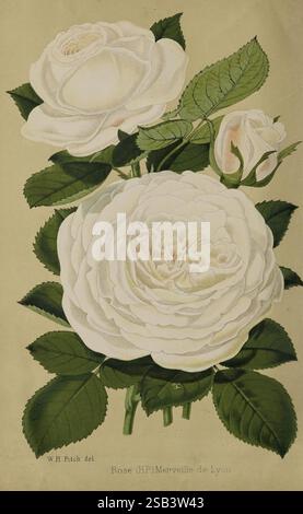 Le fleuriste et pomologiste, et jardinier de banlieue. Londres, 1880, jardinage de fleurs, culture fruitière, jardinage, grande-Bretagne, périodiques, Une représentation étonnante de roses blanches délicates, mettant en valeur leurs couches complexes et leurs pétales mous. L'arrangement présente une rose entièrement fleurie à l'avant-garde, avec sa forme luxuriante et arrondie accentuée par un ombrage subtil. À côté de lui, un bourgeon partiellement ouvert fait allusion à la promesse de nouvelles fleurs, tandis qu'un seul bouton de rose ajoute à la composition. De riches feuilles vertes avec des veines détaillées encadrent les fleurs, améliorant leur élégance et leur beauté naturelle. Ci-dessous, l'inscripti Banque D'Images