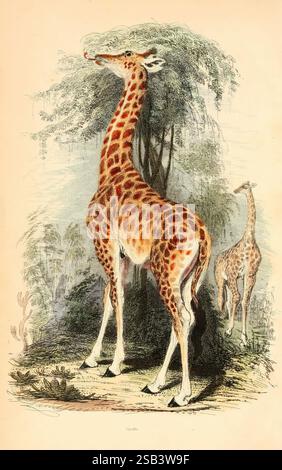 Le règne animal, arrangé après son organisation, Londres, W. S. Orr and Co, 1854, zoologie, girafe, mammifère, une grande girafe se dresse gracieusement parmi la végétation luxuriante, son long cou s'étendant vers le feuillage au-dessus. Le pelage à pois distinctif de l'animal présente un riche motif de taches orange et brunes, se mélangeant harmonieusement avec l'environnement environnant. Une deuxième girafe est visible en arrière-plan, partiellement obscurcie par des arbres, créant une scène sereine de ces créatures majestueuses dans leur habitat naturel. La courbe douce de leur cou et la posture tranquille soulignent leur elegan Banque D'Images