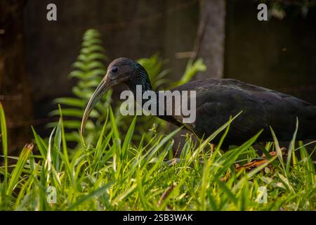 Ibis vert (Mesembrinibis cayennensis), également connu sous le nom de Cayenne Ibis, sur herbe haute. Banque D'Images