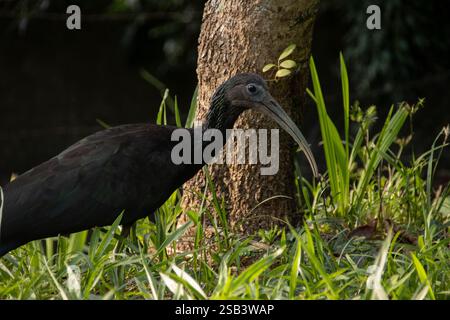 Ibis vert (Mesembrinibis cayennensis), également connu sous le nom de Cayenne Ibis, sur herbe haute. Banque D'Images