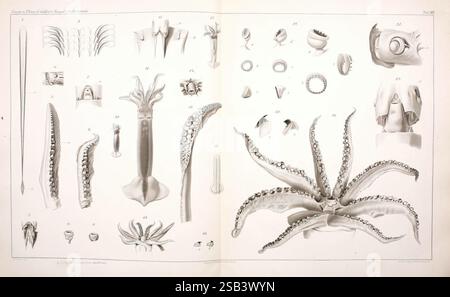 Moi, Cefalopodi, viventi, nel, Golfo, di, Napoli, (sistematica), Berlin, R, Friedländer, &, Sohn, 1896 ans, céphalopode, mollusques, naples, baie, of, italie, poulpe, calmar, monstres, réel, ommastrephes, bartramii, todarodes, sagittatus, comingio, merculiano, invertébrés, zoologie, giuseppe, jatta, une illustration complexe mettant en vedette divers céphalopodes, mettant en valeur l'anatomie et les caractéristiques physiques de ces fascinantes créatures marines. Sur la gauche, des représentations détaillées des tentacules, des becs et des appendices spécialisés sont disposées méthodiquement, étiquetées avec des références numériques pour l'identification. T Banque D'Images