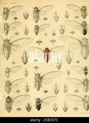 Une monographie de Cicadidae oriental Londres imprimée par West Newman & Co. etc. etc. 1889-92 Asia insectes arthropoda Cicadidae arthropode, cette illustration détaillée présente diverses espèces de cigales, mettant en vedette de multiples individus dans diverses poses et perspectives. La figure centrale se distingue par sa coloration brun rougeâtre distincte, entourée de nombreuses autres cigales représentées dans différentes tailles et orientations. Chaque cigale est méticuleusement étiquetée, indiquant différentes espèces ou variations. L'arrangement met en évidence la diversité au sein de la famille cigale, en mettant l'accent sur leur Banque D'Images
