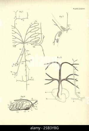 Illustrations de zoologie : invertébrés, vertébrés Edinburgh Y.J. Pentland, 1889. Zoologie, œuvres picturales, l'illustration présente une série de diagrammes détaillés liés aux structures anatomiques. 1. **Fig. 1** représente un réseau ramifié, représentant probablement une structure neuronale, avec des composants marqués tels que céphalique (ce.), abdominale (a.b.), et d'autres abréviations suggérant diverses parties d'un système biologique. 2. **Fig. 2** présente une vue rapprochée d'une structure bulbeuse, indiquant éventuellement une synapse ou la jonction entre les terminaisons nerveuses, ainsi que des annotations qui identifient différents Banque D'Images