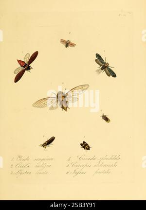 Histoire naturelle des insectes de Chine, 1842, Chine, insectes, arthropodes, arthropode, l'illustration présente diverses espèces d'insectes disposées de manière systématique, mettant en valeur leurs caractéristiques et leurs formes distinctes. Chaque insecte est étiqueté avec des numéros correspondant à son nom, y compris des espèces telles que 'Cicada sanguinea', 'Cicada aurita' et 'Lycæna cynthia'. Les représentations détaillées soulignent la diversité des colorations et des motifs à travers les insectes, certains présentant des teintes vibrantes et d'autres montrant des tons plus discrets. Accompagnant les représentations visuelles sont descri Banque D'Images